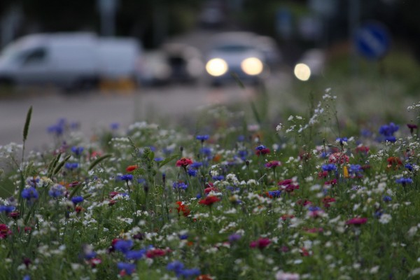 Květnatá louka Jeremenkova