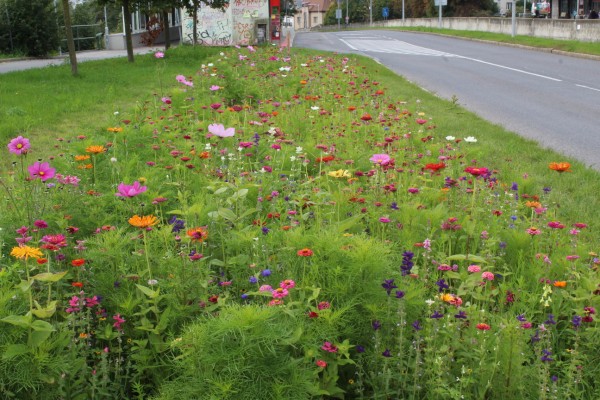 Květnatá louka Michelská