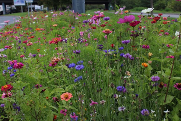 Květnatá louka Michelská