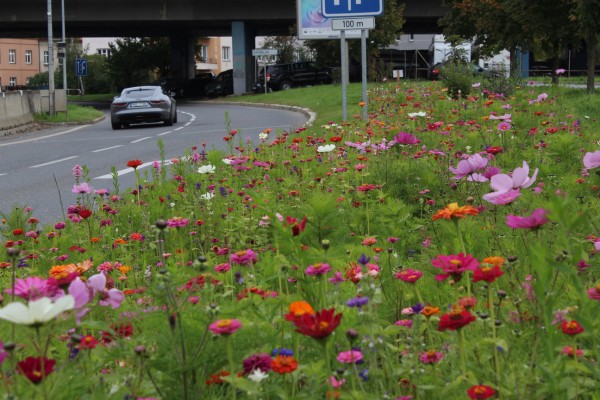 Květnatá louka Michelská