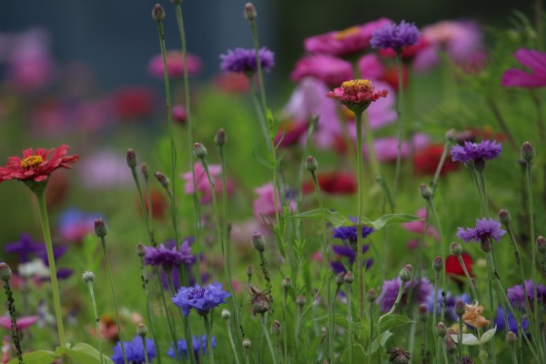 Květnatá louka Michelská