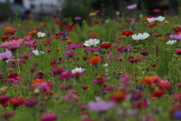 Květnatá louka Michelská