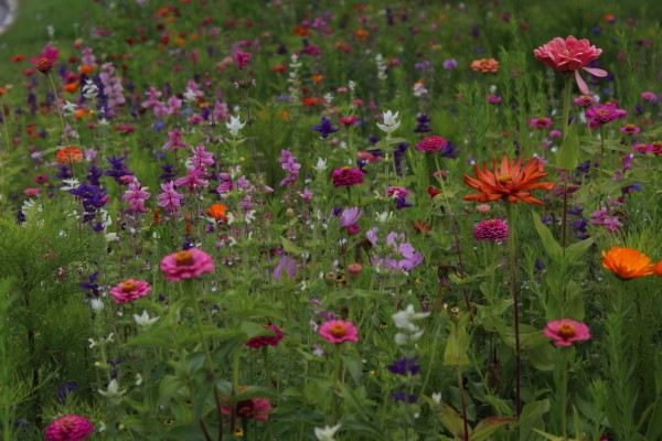 Květnatá louka Michelská