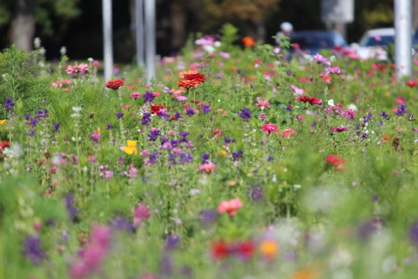 Květnatá louka Modřanská