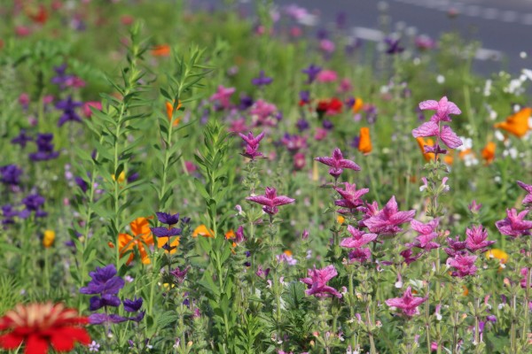 Květnatá louka Modřanská
