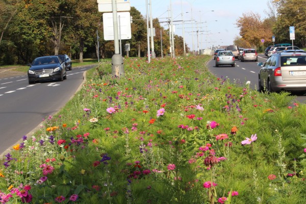 Květnatá louka Modřanská