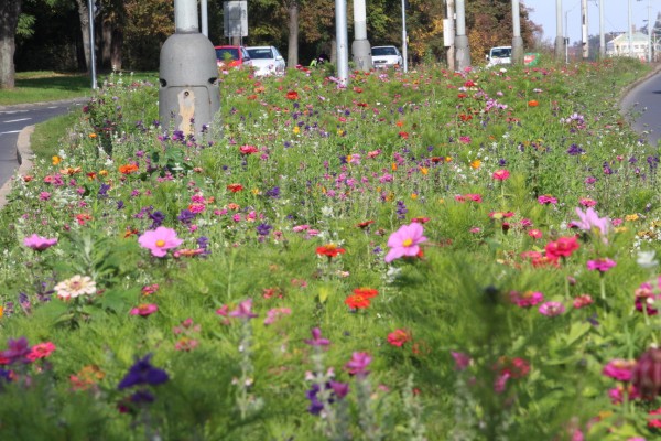 Květnatá louka Modřanská