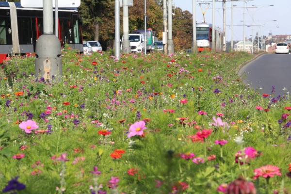 Květnatá louka Modřanská