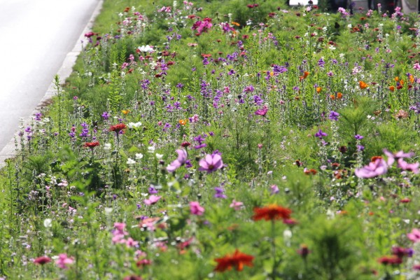 Květnatá louka Modřanská