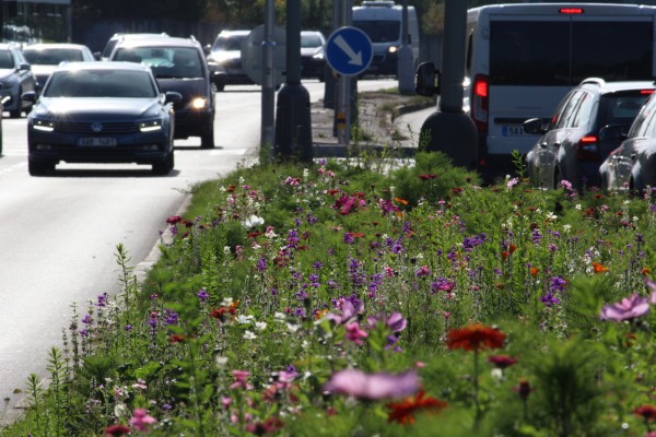 Květnatá louka Modřanská