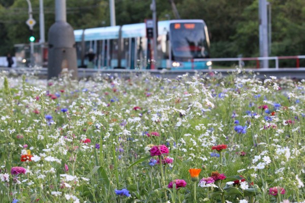 Květnatá louka Modřanská