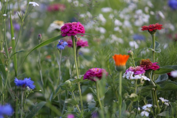Květnatá louka Modřanská