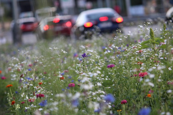 Květnatá louka Modřanská