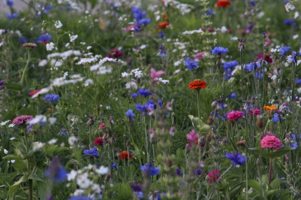 Květnatá louka Modřanská