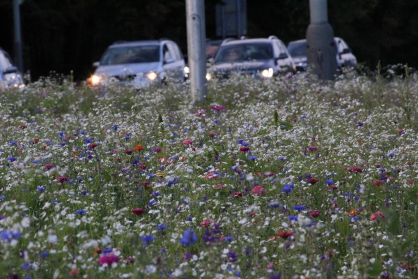Květnatá louka Modřanská