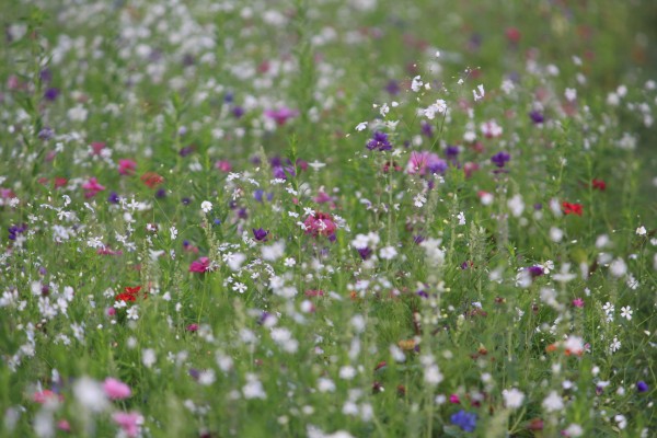 Květnatá louka Novodvorská