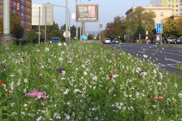 Květnatá louka Novodvorská