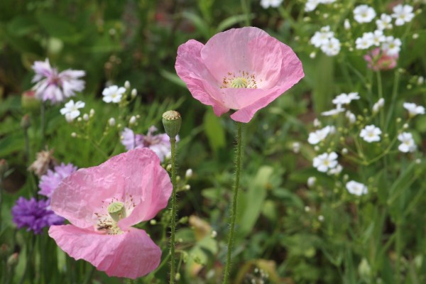 Květnatá louka Novodvorská