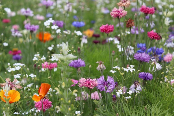 Květnatá louka Novodvorská