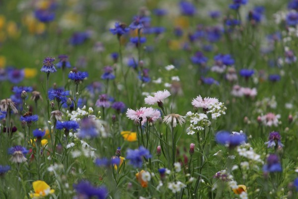 Květnatá louka Novodvorská