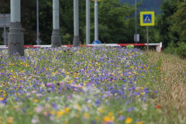 Květnatá louka Novodvorská