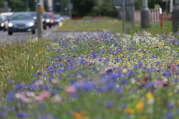 Květnatá louka Novodvorská