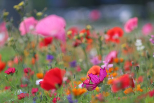 Květnatá louka Novodvorská