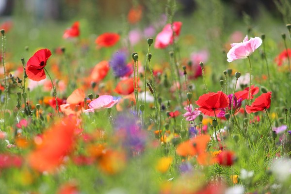 Květnatá louka Novodvorská