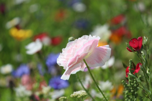 Květnatá louka Novodvorská