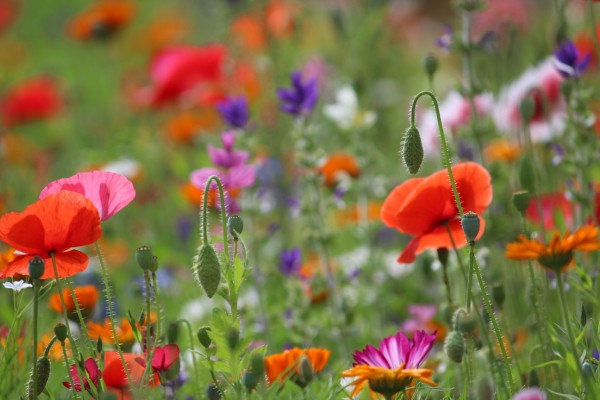 Květnatá louka Novodvorská