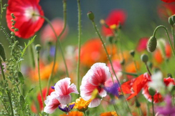 Květnatá louka Novodvorská