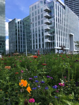 Květnatá louka Pujmanové