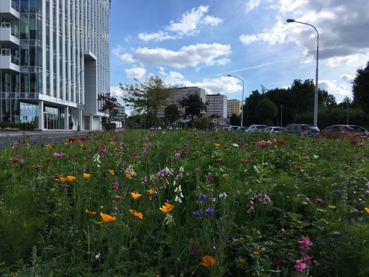 Květnatá louka v Pujmanové u BUS Sídliště Pankrác