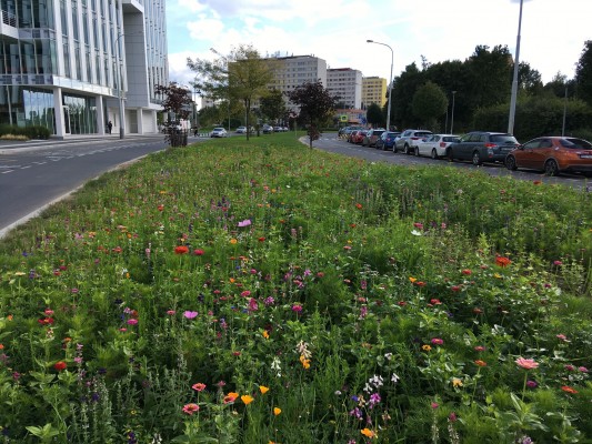 Květnatá louka Pujmanové