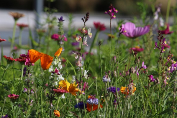 Květnatá louka Pujmanové