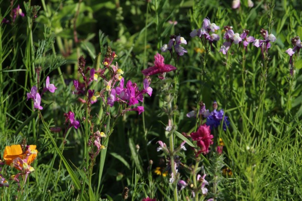 Květnatá louka Pujmanové