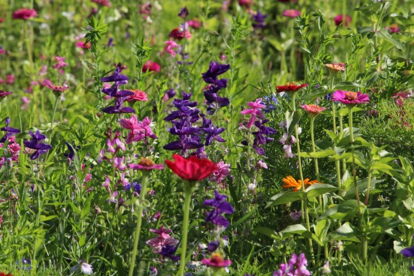 Květnatá louka Pujmanové