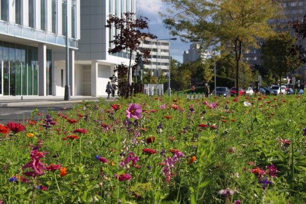 Květnatá louka Pujmanové