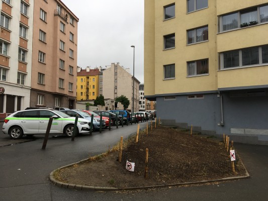 Čerstvě osetá květnatá loučka na křížení ulic U Křížku a Družstevní