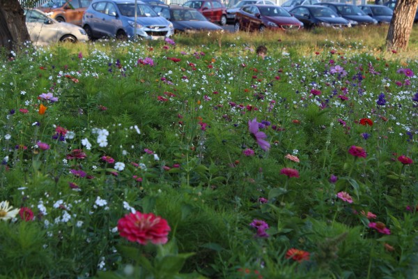Květnatá louka Vídeňská