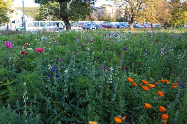 Květnatá louka Vídeňská