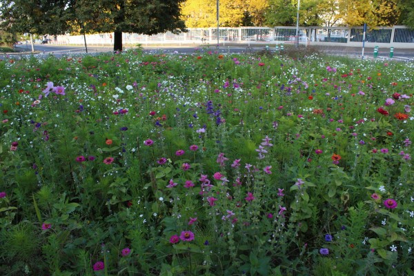 Květnatá louka Vídeňská