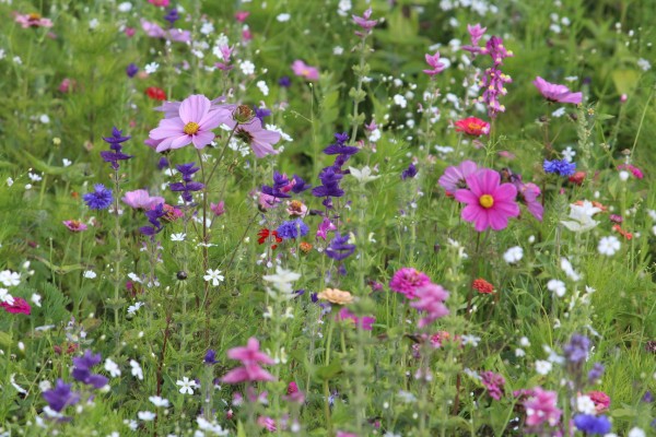 Květnatá louka Vídeňská