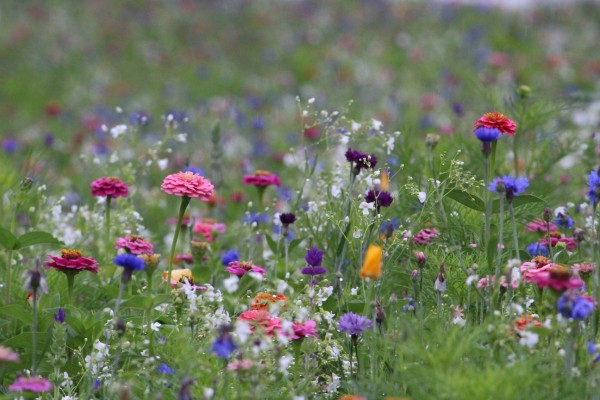 Květnatá louka Vídeňská