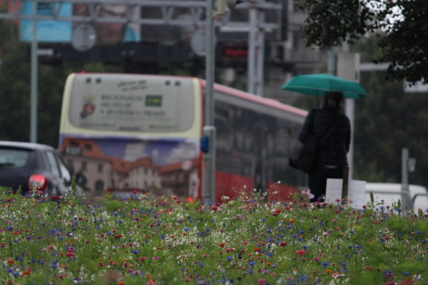 Květnatá louka Vídeňská