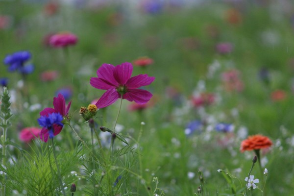 Květnatá louka Vídeňská