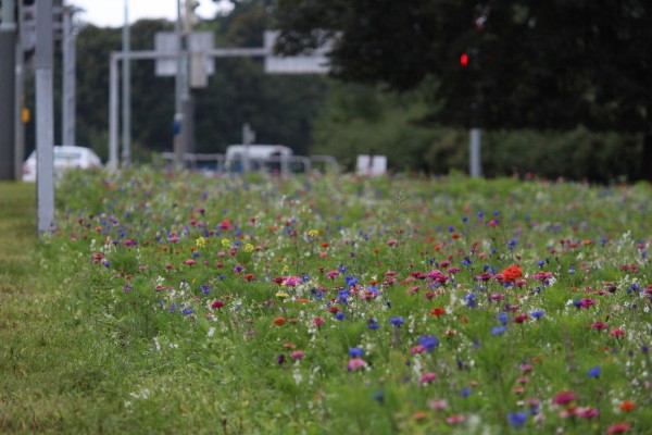 Květnatá louka Vídeňská