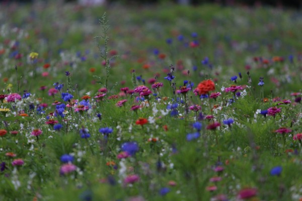 Květnatá louka Vídeňská