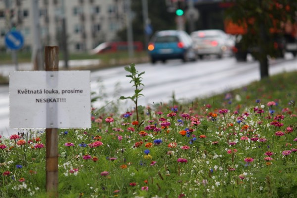 Květnatá louka Vídeňská