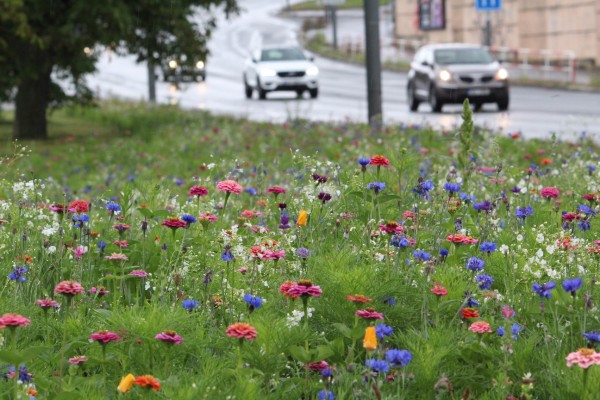 Květnatá louka Vídeňská
